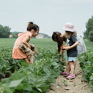 Haricots